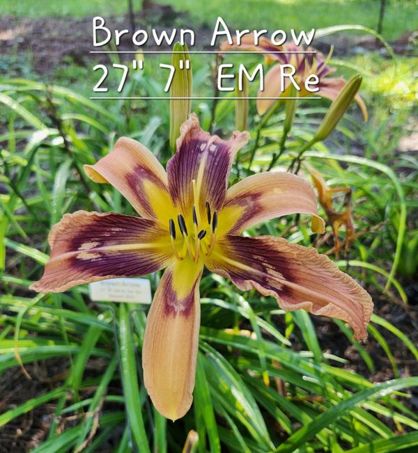 Brown Arrow
